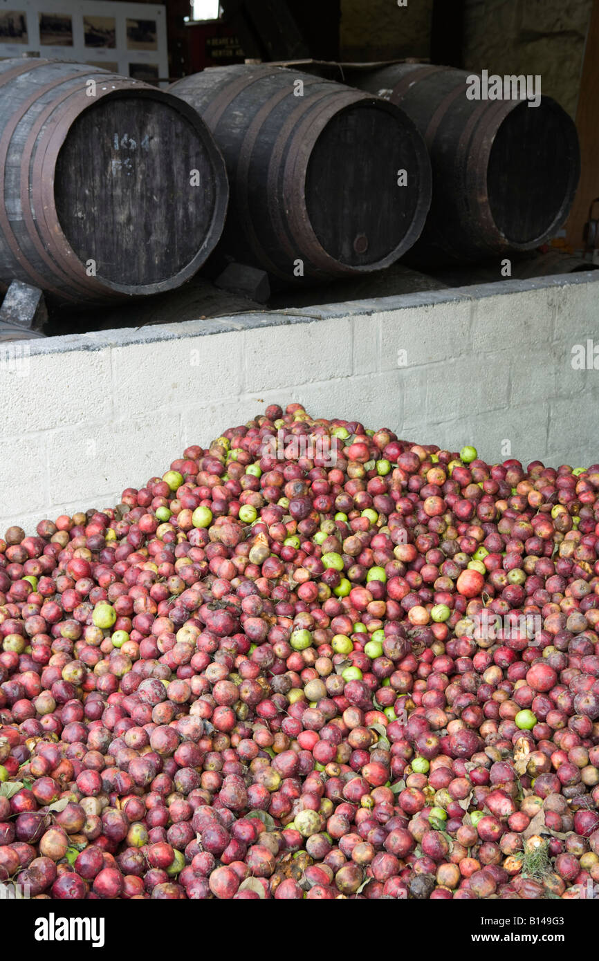 Perry's Cider, Somerset, UK. Traditional cider producers. piles of