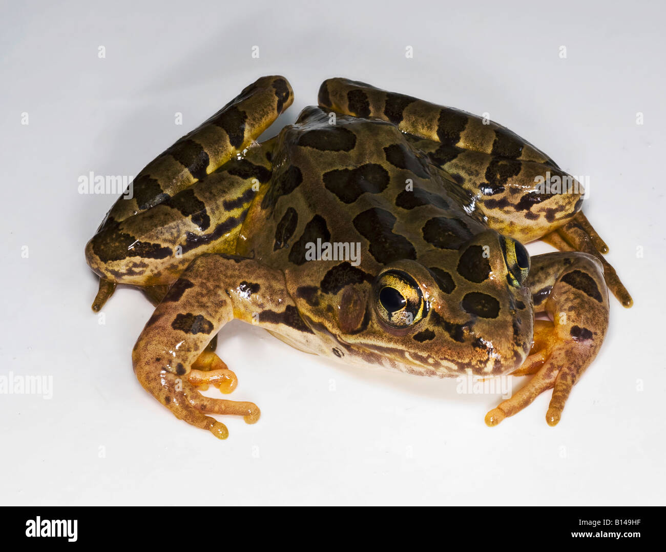 Pickerel Frog Rana palustris Stock Photo