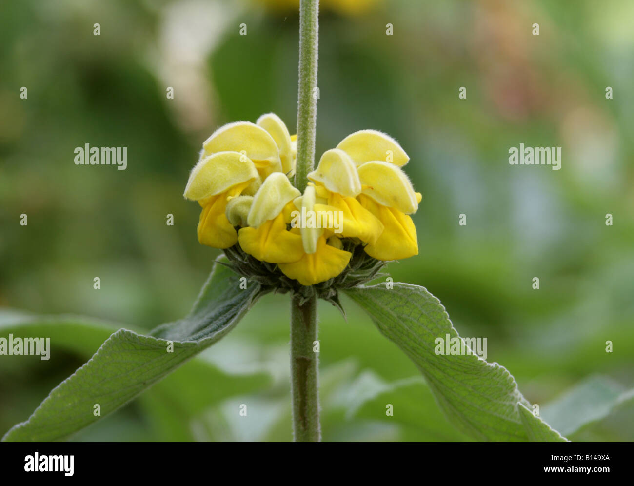 Phlomis longifolia 'Edward Bowles' Lamiaceae Stock Photo