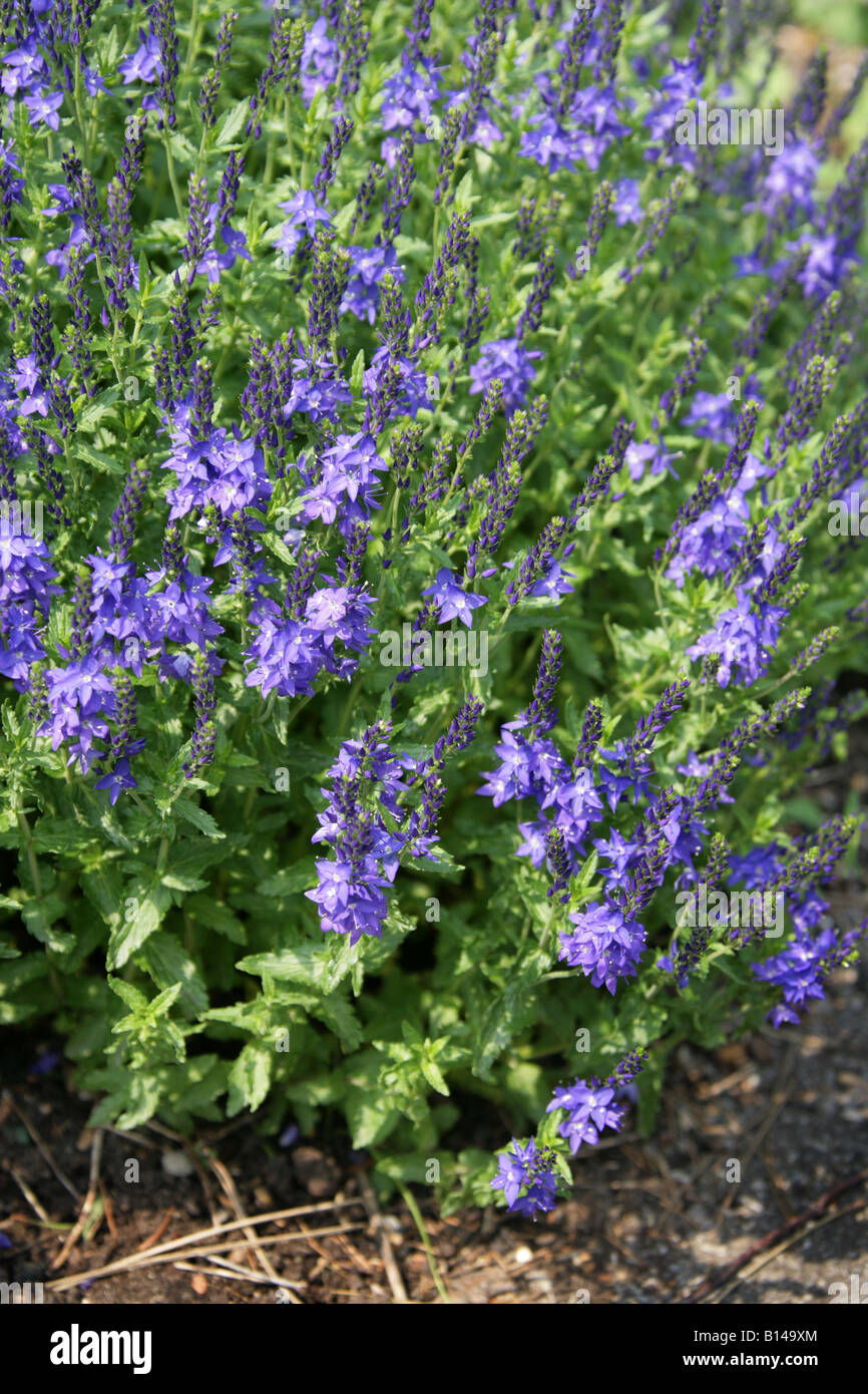 Creeping Speedwell, Veronica teucrium 'True Blue', Plantaginaceae (Scrophulariaceae). Syn. Veronica austriaca ssp. teucrium Stock Photo