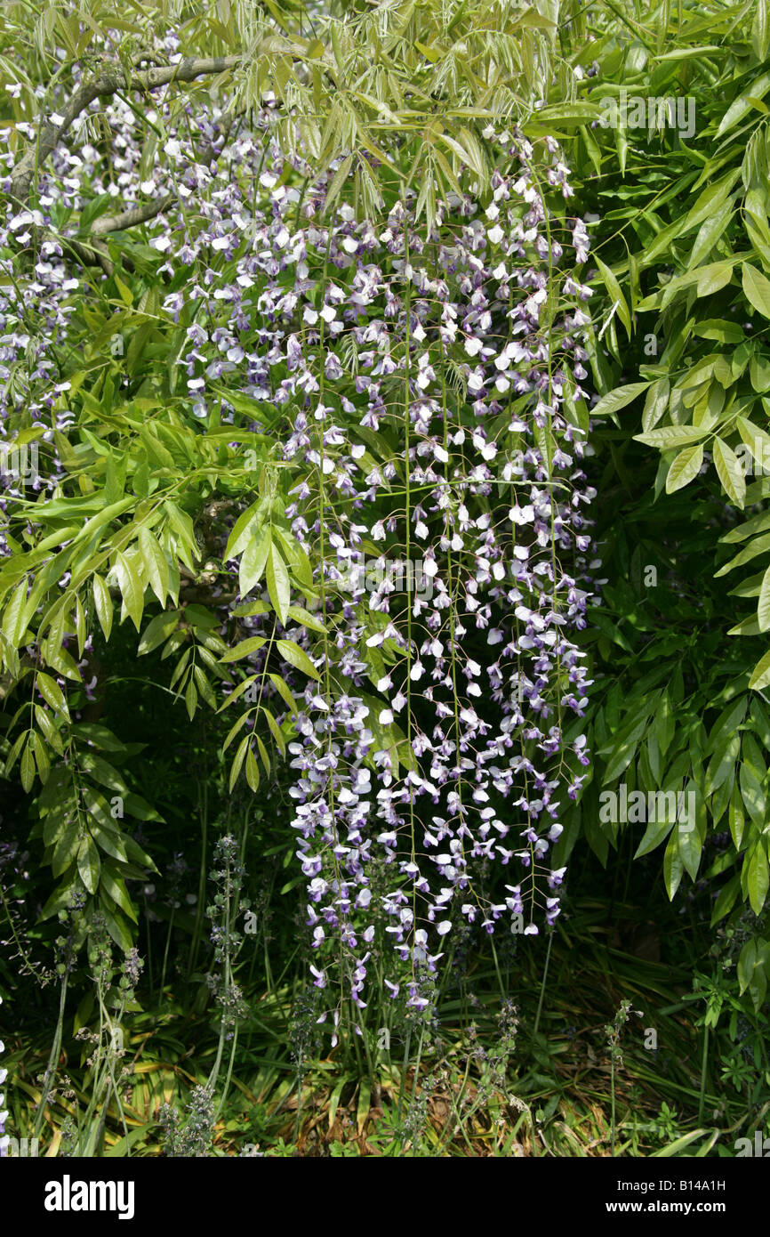 Japanese Wisteria, Wisteria floribunda, Fabaceae Stock Photo