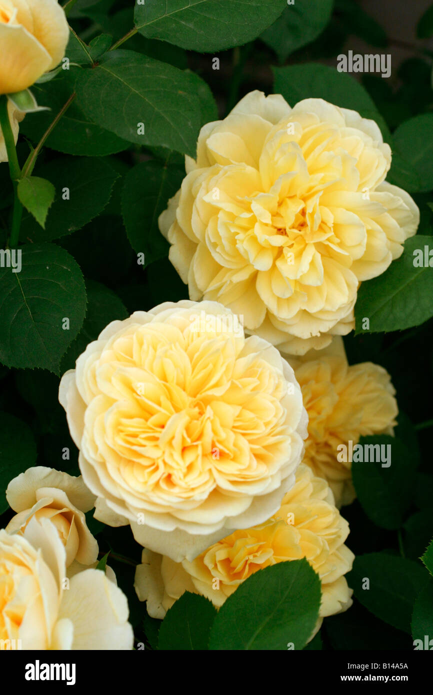 ROSA CHARLOTTE DAVID AUSTIN NEW ENGLISH ROSE Stock Photo