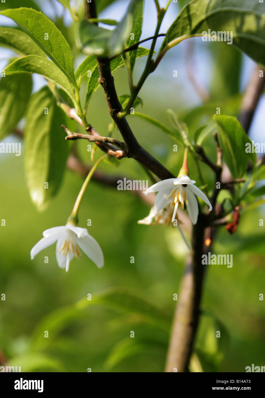 Japanese Snowbell, Styrax japonica, Styracaceae. Japan, China. Stock Photo