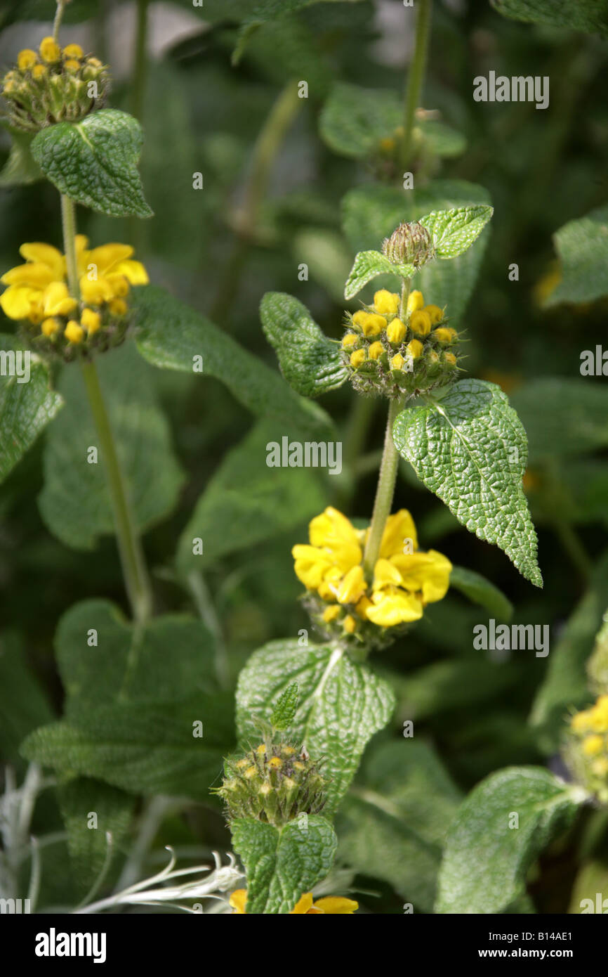 Phlomis longifolia Labiatae Lebanon Stock Photo