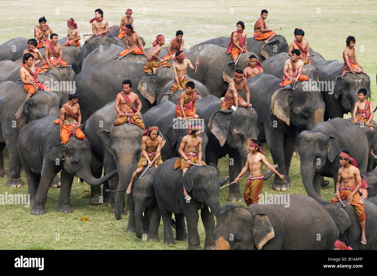 one of the few White Elephant at the Elephant Round-up Festival in the city  of Surin in Northeastern Thailand in Southeastasia Stock Photo - Alamy