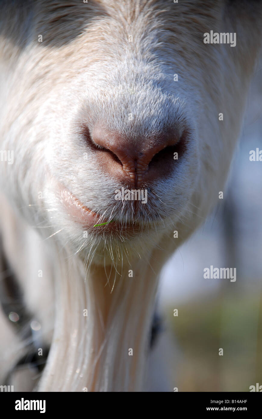 Goat beard hi-res stock photography and images - Alamy Goat beard hi-res stock photography and images - Alamy