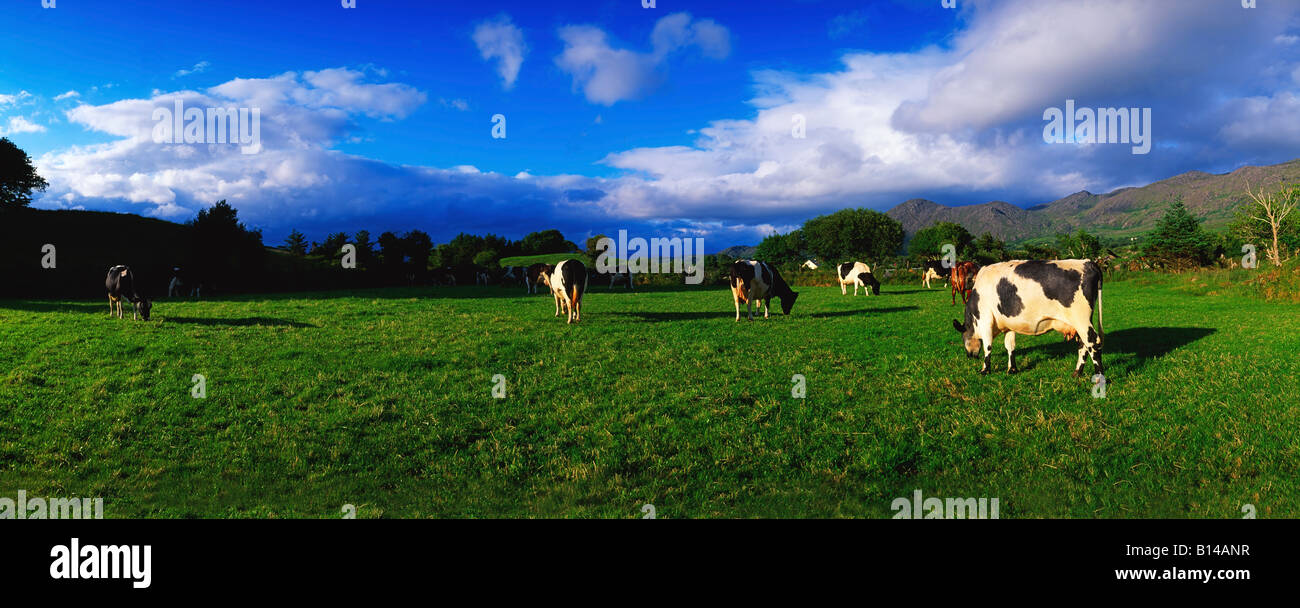 Holstein-Friesian cattle grazing in Irish field Stock Photo - Alamy