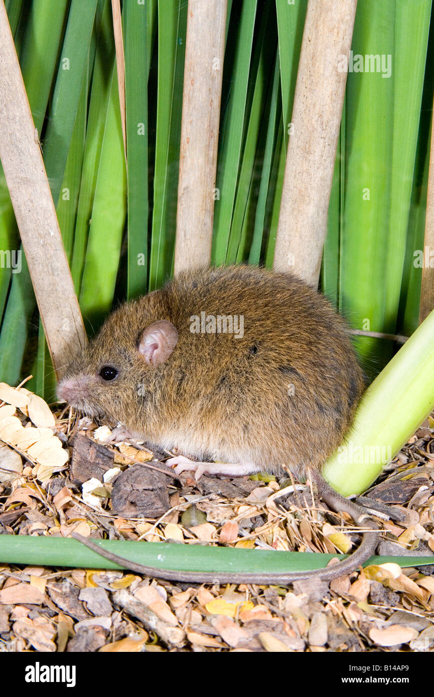Rice rat hires stock photography and images Alamy