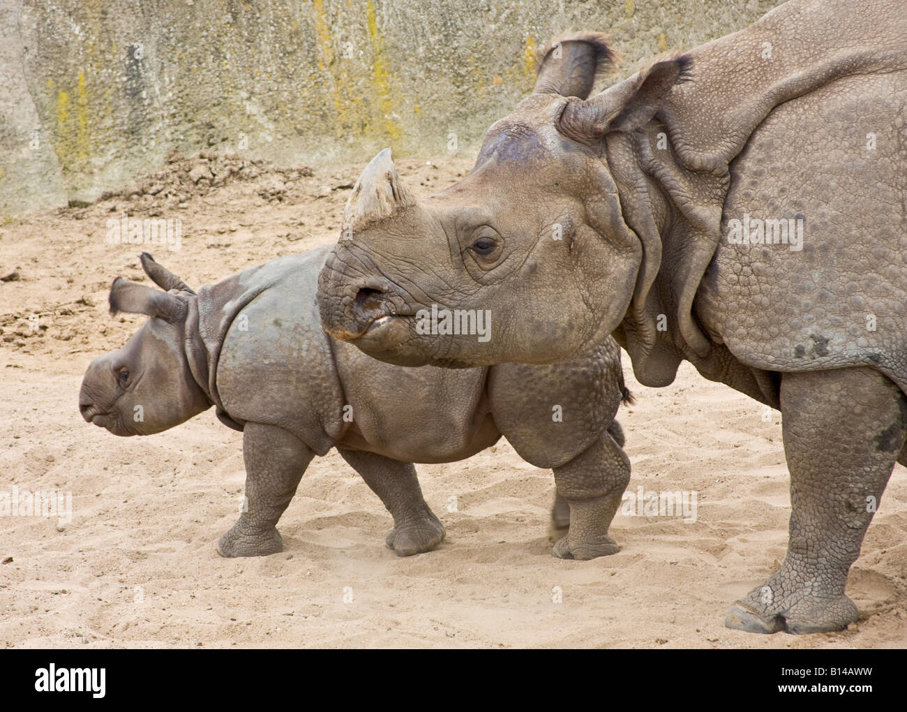 Male Baby One Horned Indian Rhino Rhinoceros Unicornis Jontu And His Mother Jakichu In The San Diego Wild Animal Park Stock Photo Alamy Male Baby One Horned Indian Rhino Rhinoceros Unicornis Jontu And His Mother Jakichu In The San Diego Wild Animal Park Stock Photo Alamy