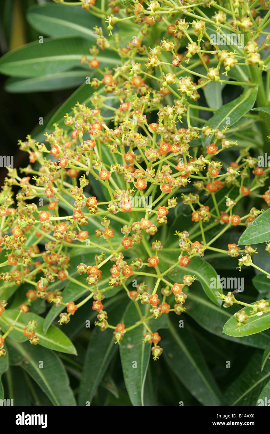 Euphorbia stygiana, Euphorbiaceae. A Rare Spurge Endemic to the Azores Stock Photo
