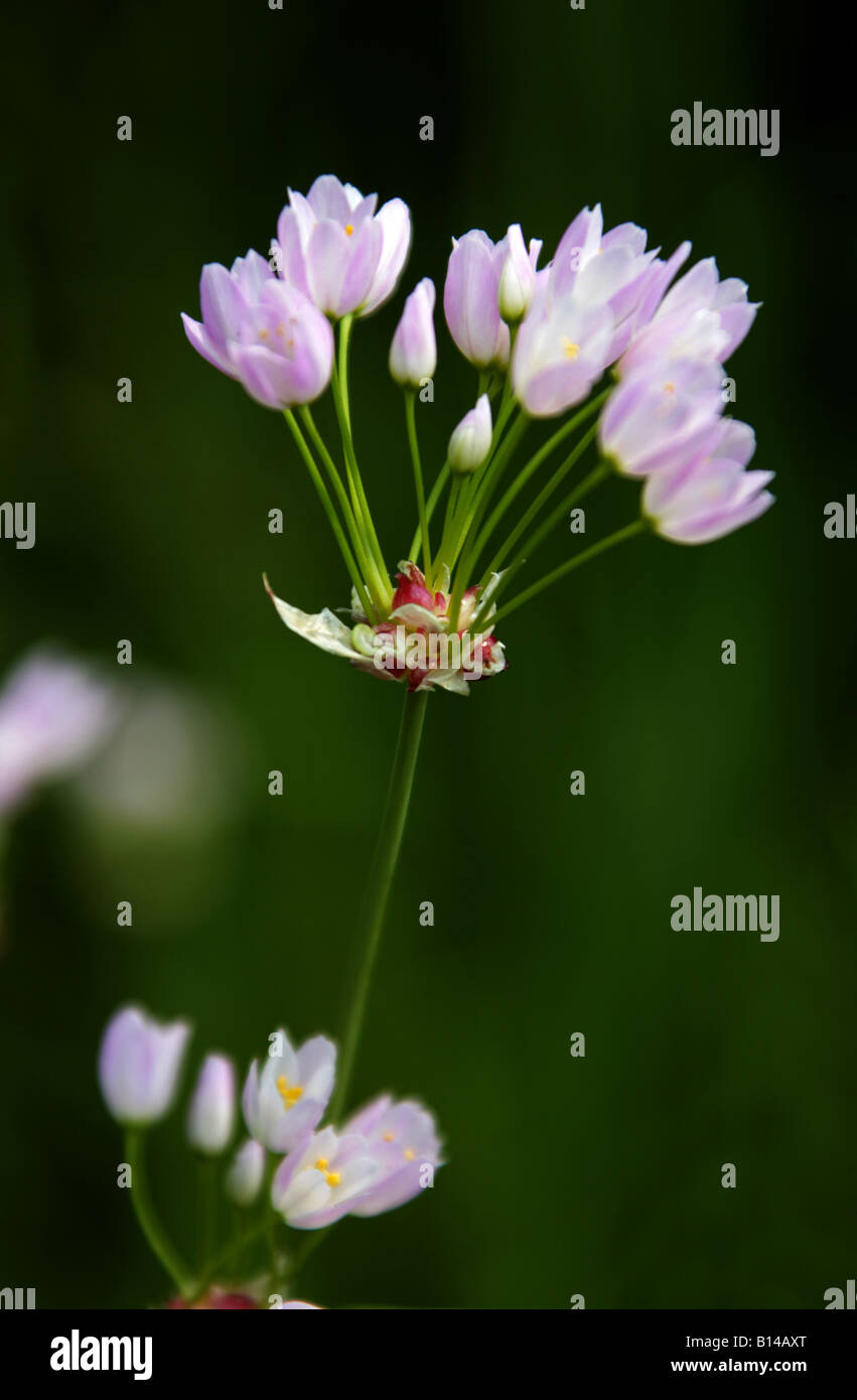 Rosy Garlic, Allium roseum, Liliaceae Stock Photo