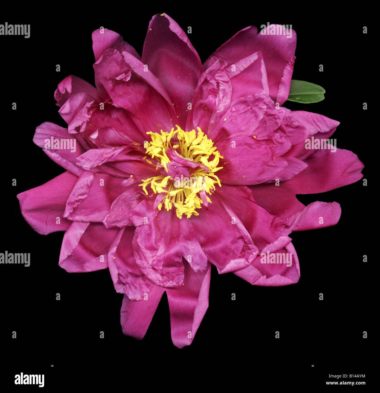 Flower radial symmetry hi-res stock photography and images - Alamy