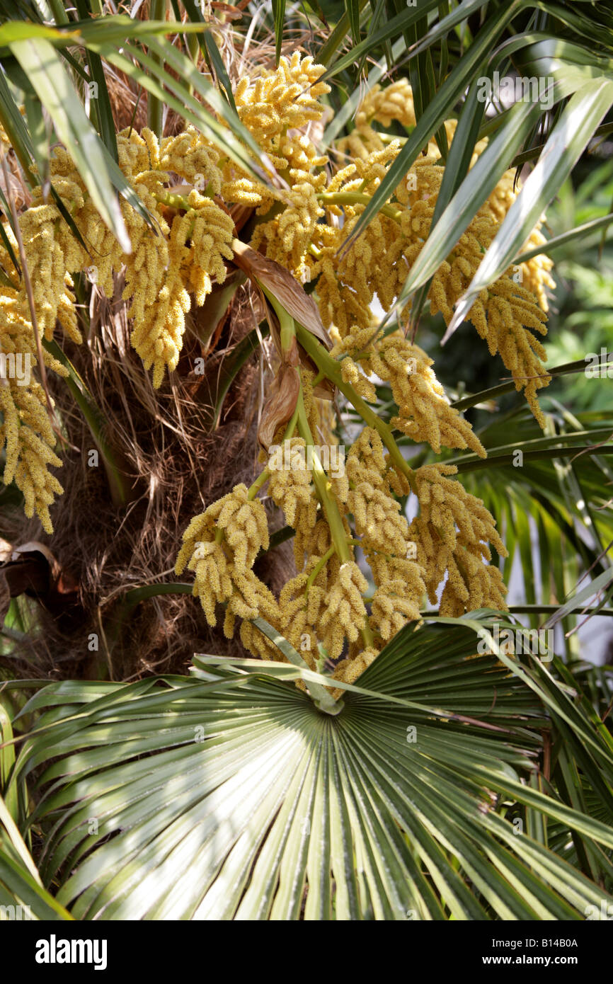 Chusan Palm aka Windmill Palm or Chinese Windmill Palm (Male Tree), Trachycarpus fortunei Arecaceae China Stock Photo