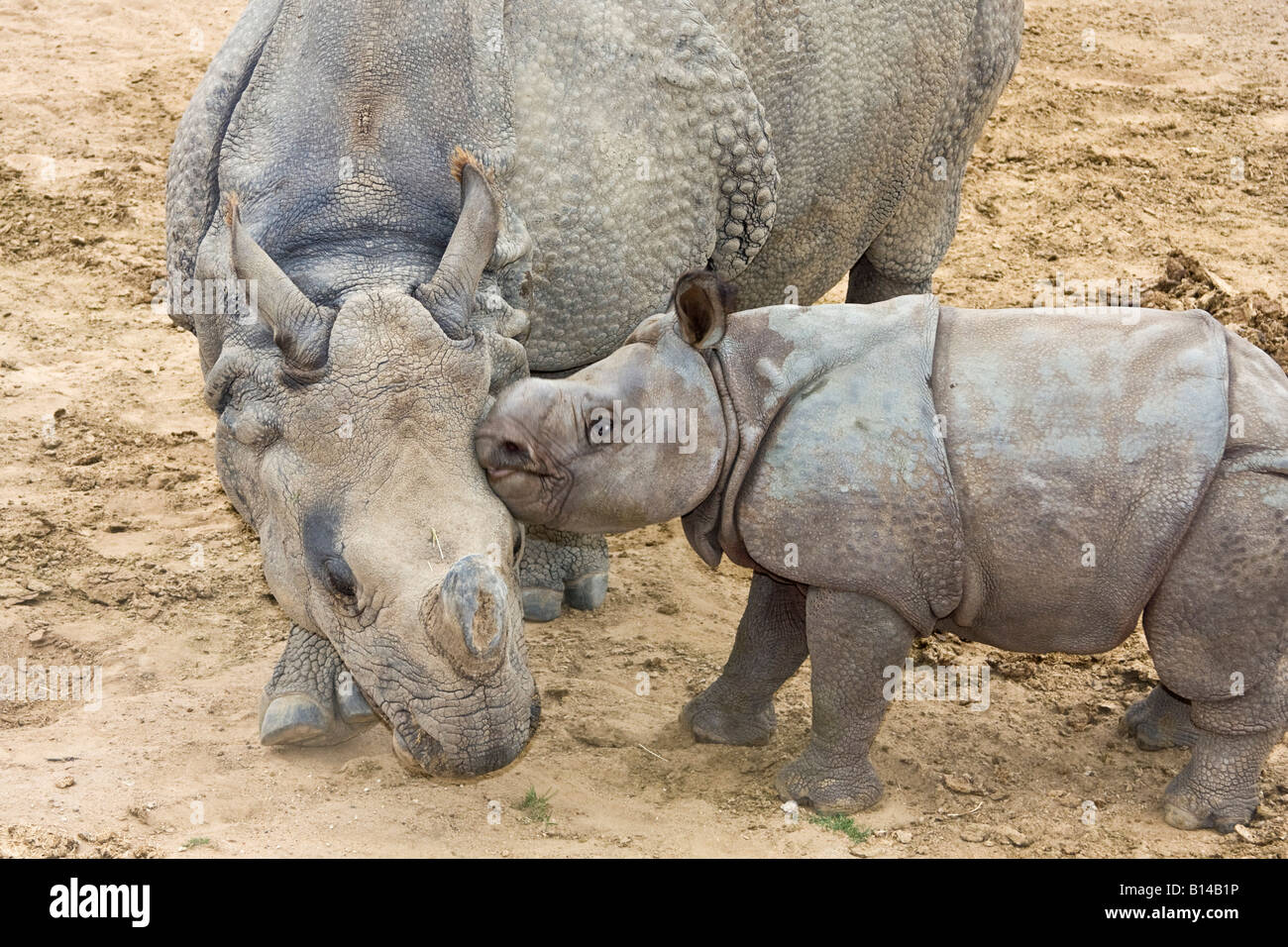 Baby Indian one horned rhino challenges juvenile female rhino in play fight Stock Photo