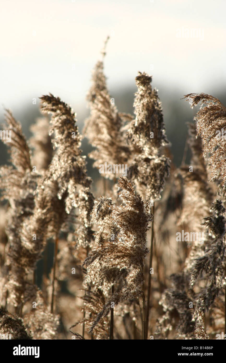 The feathery head of reeds with a shallow depth of field giving a very soft feel to the image Stock Photo