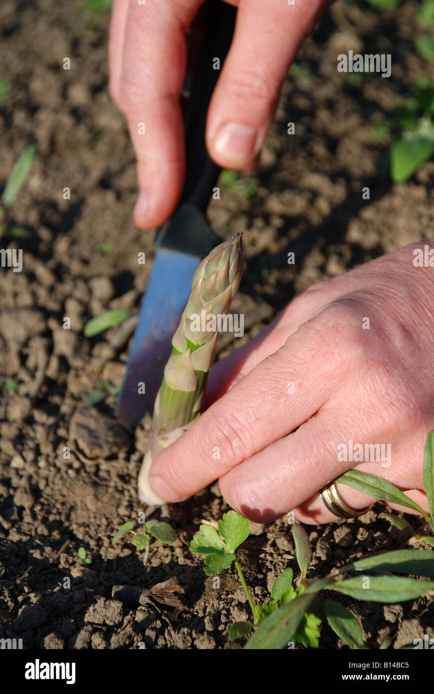 Harvesting asparagus knife hires stock photography and images Alamy