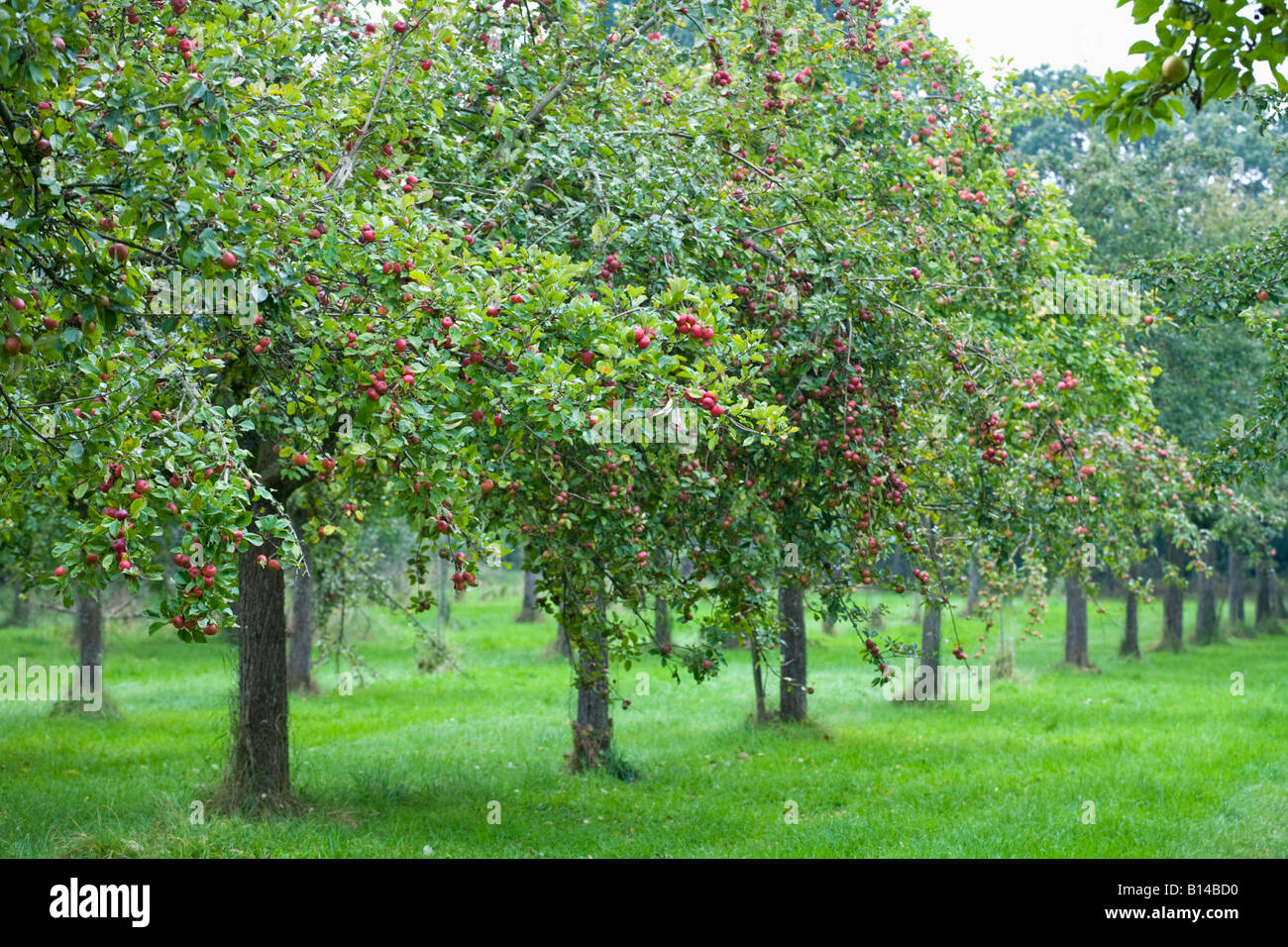 Perry's Cider, Somerset, UK. Traditional cider orchards Stock Photo Alamy