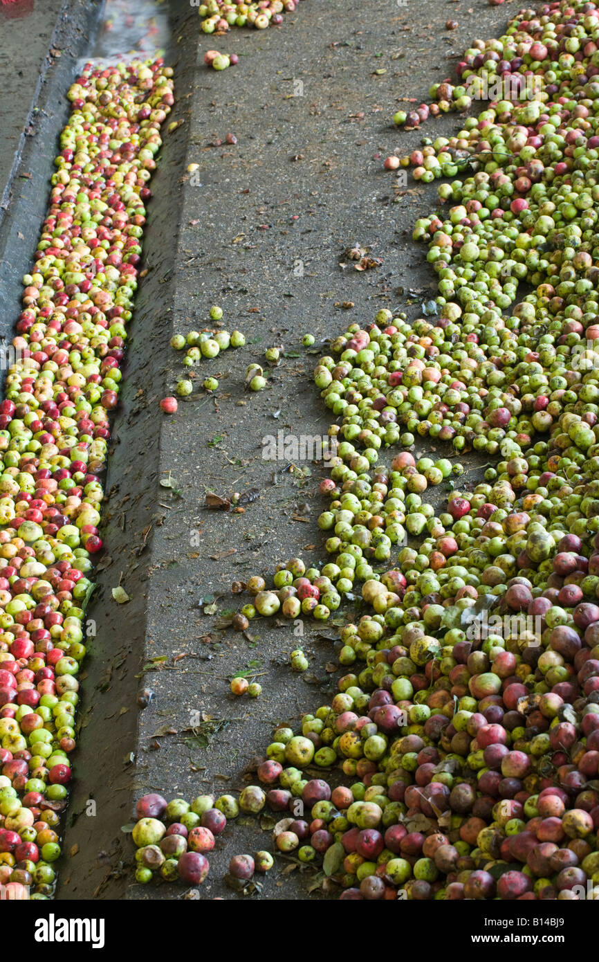 Perry's Cider, Somerset, UK. Traditional cider producers Stock Photo
