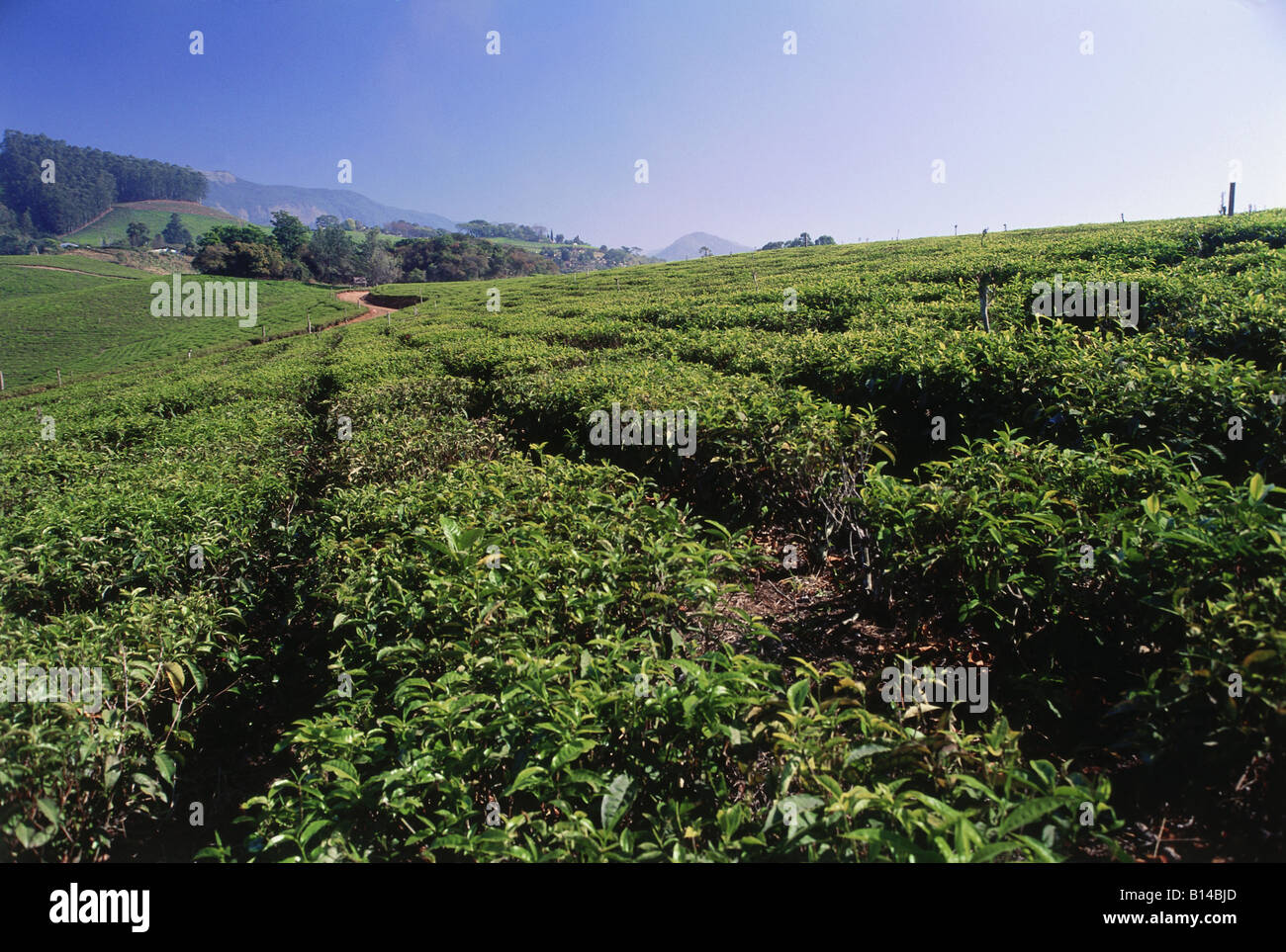 geography / travel, Zimbabwe, agriculture, tea plantation in Honde