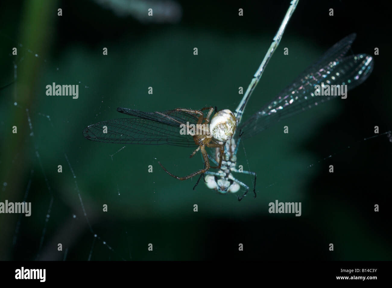 Spider with damselfly caught in its web. UK Stock Photo - Alamy