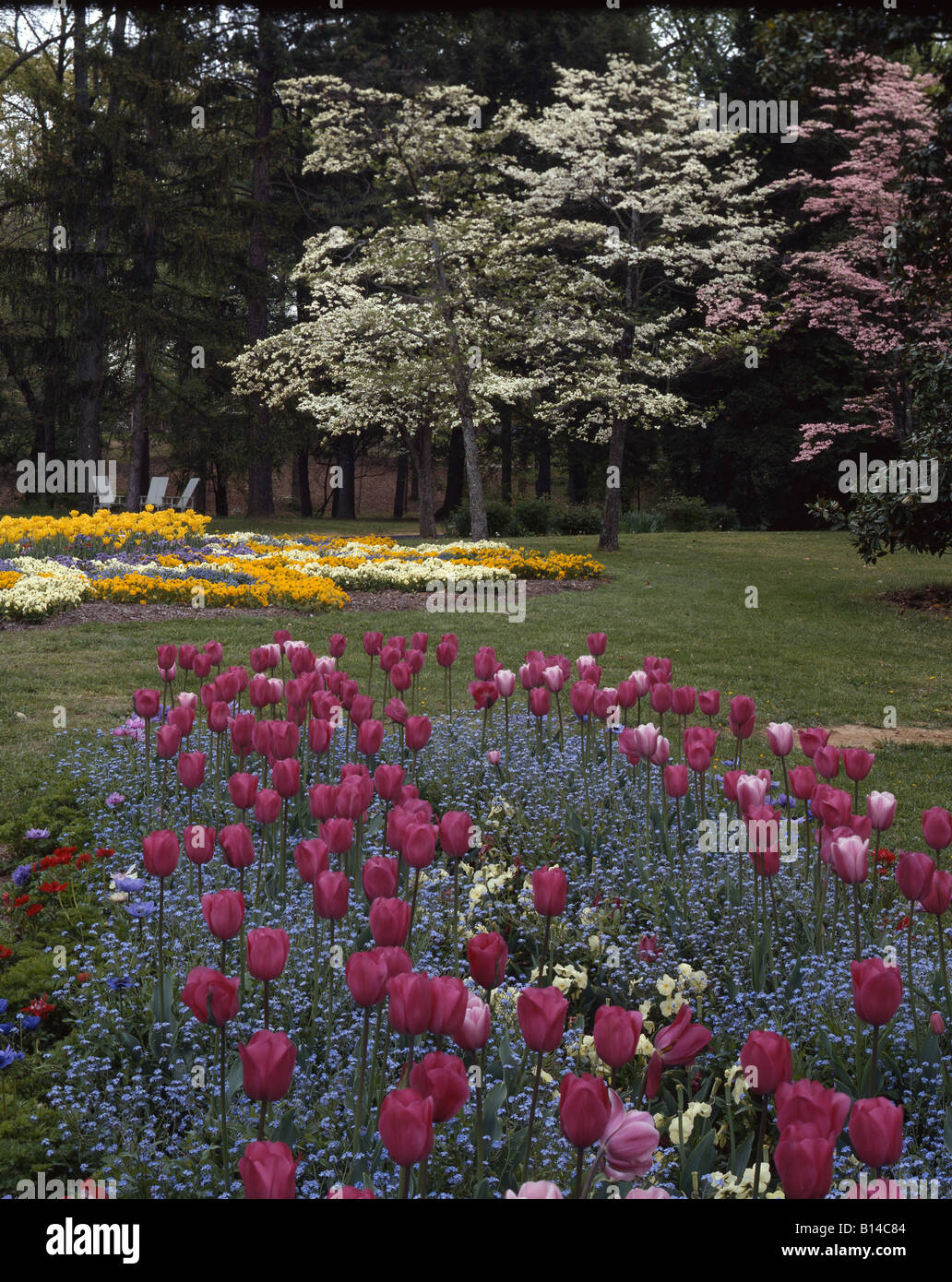 Row of Pink Tulips Stock Photo - Alamy