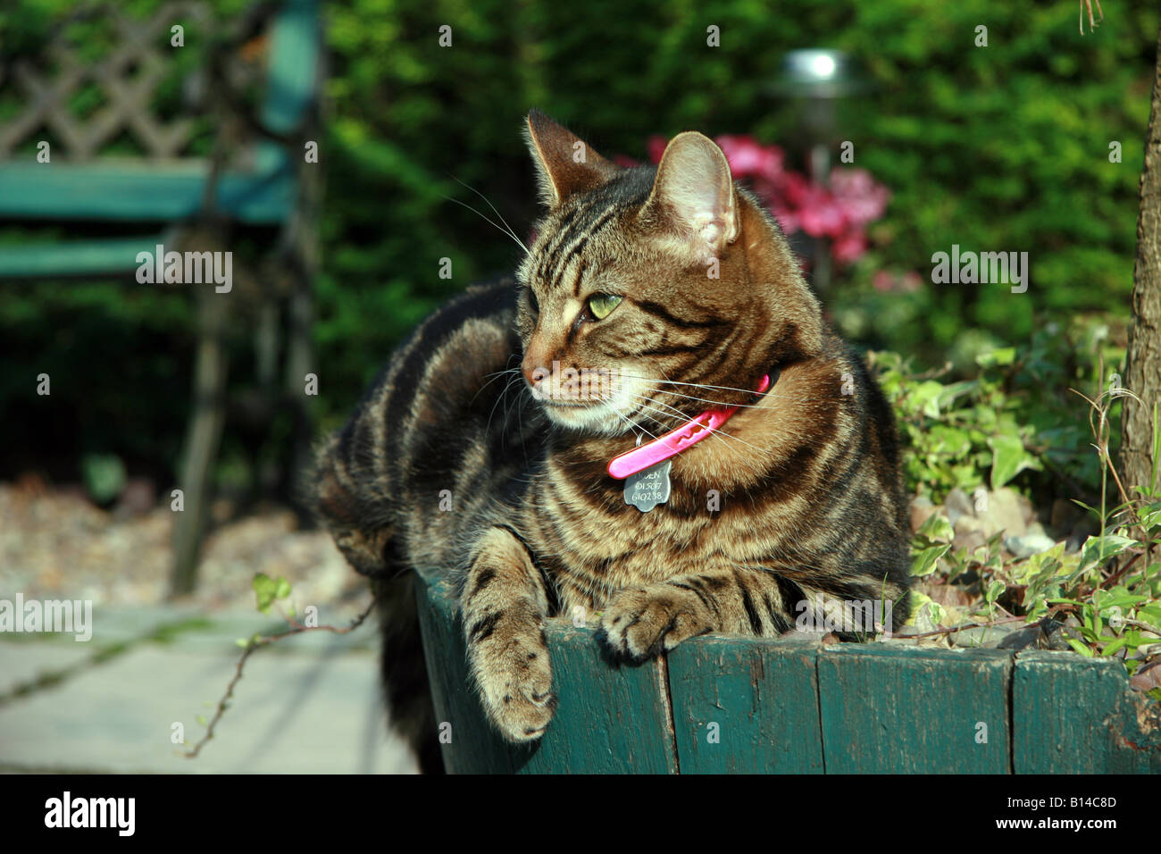 Tabby cat sat looking to his right Stock Photo - Alamy