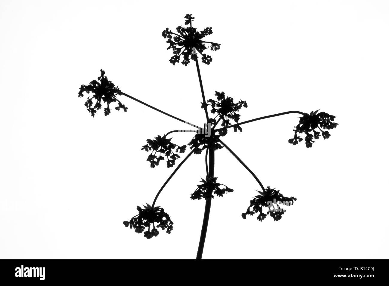 Common roadside Hemlock Conium Maculatum shot in the Studio Stock