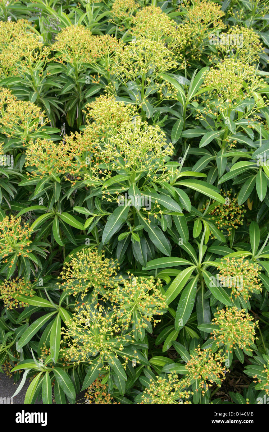 Euphorbia stygiana, Euphorbiaceae. A Rare Spurge Endemic to the Azores Stock Photo