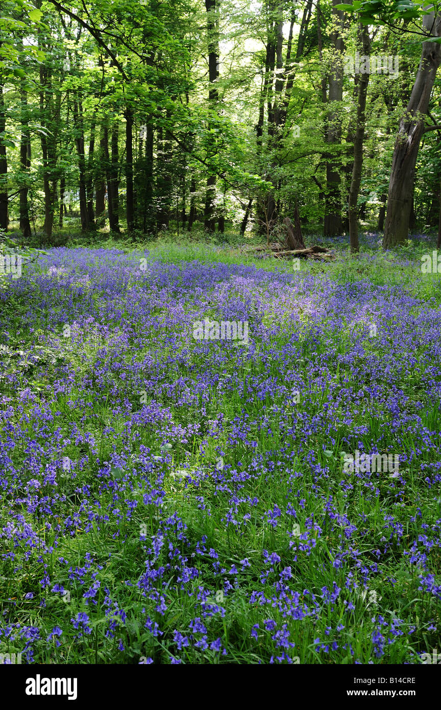 Bluebells in an English Wood Stock Photo - Alamy