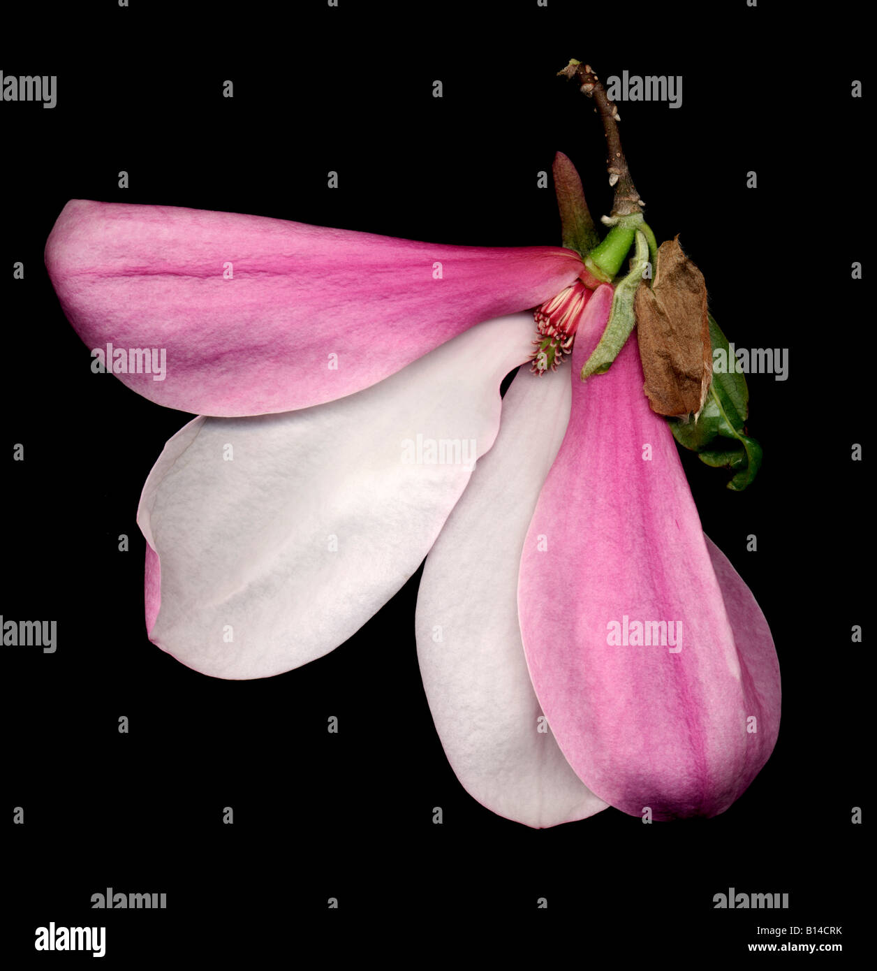 magnolia blossom Stock Photo
