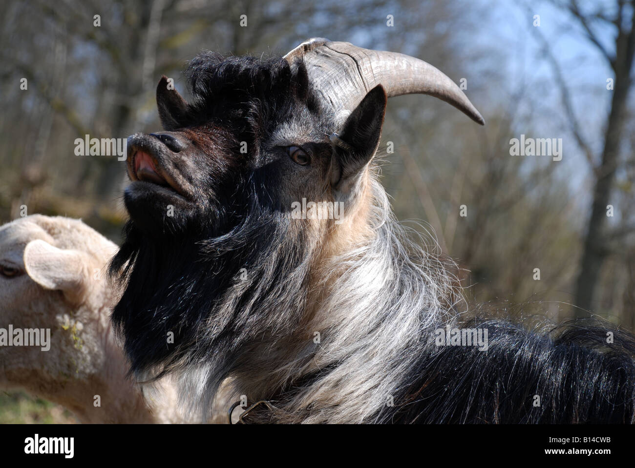 Goat buck with open mouth Stock Photo Alamy