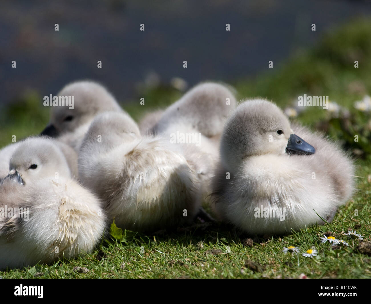 Young cygnets Stock Photo