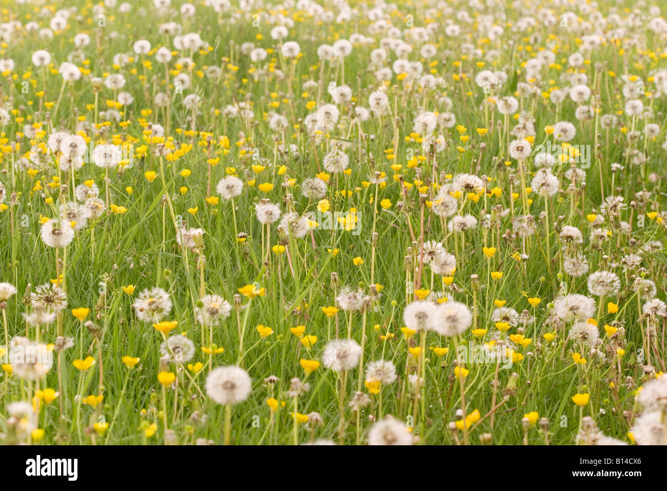 A field of dandelions and buttercups Stock Photo