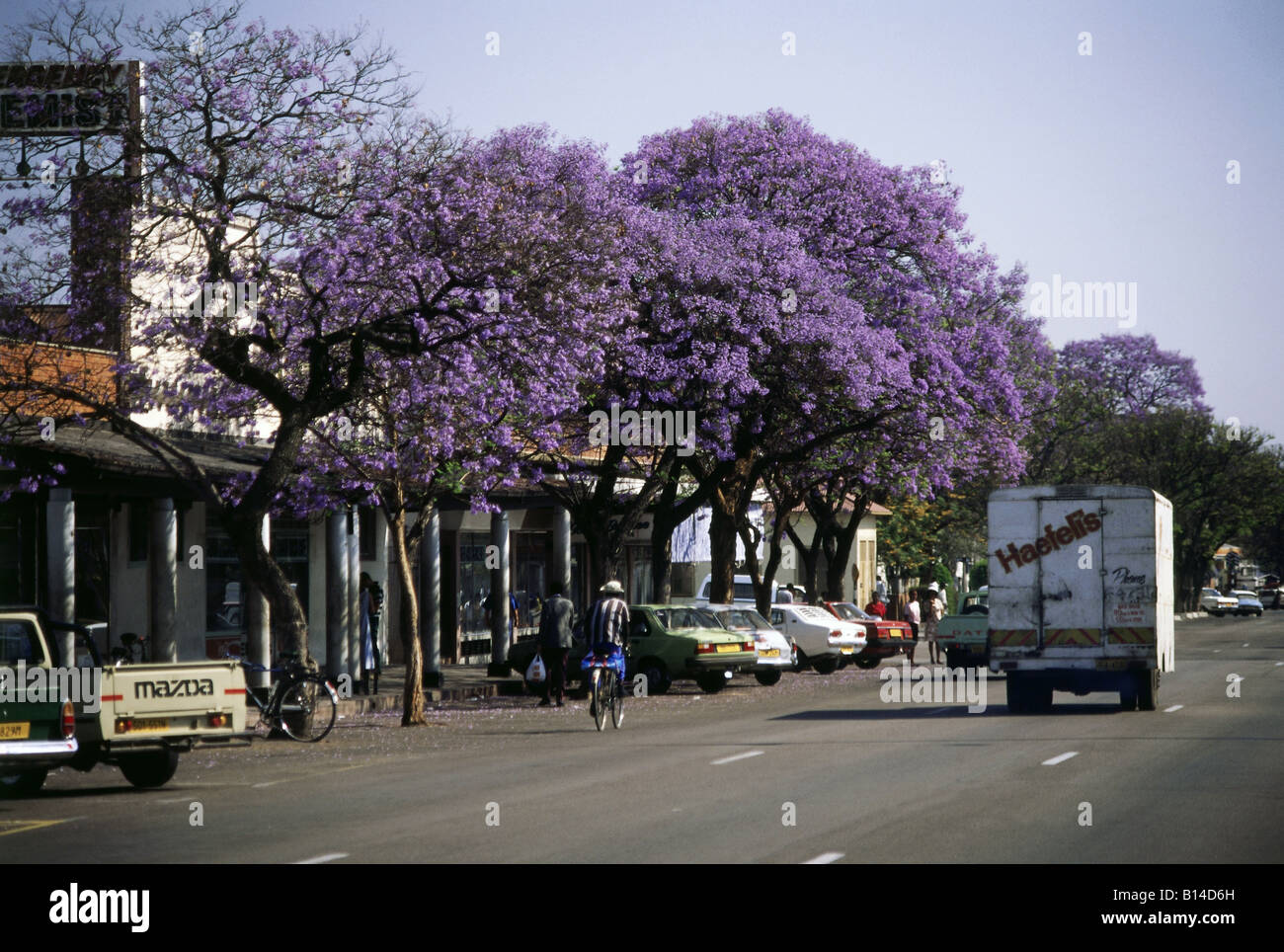 geography / travel, Zimbabwe, Harare, street scenes, street with blooming Jacaranda trees, Additional-Rights-Clearance-Info-Not-Available Stock Photo
