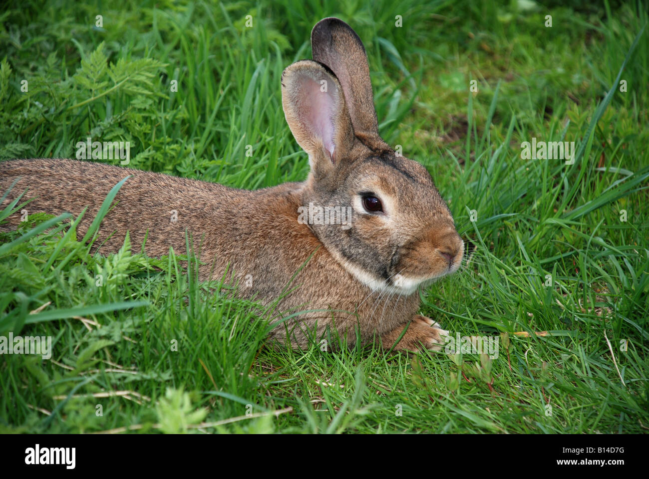 A rabbit resting in the grass Stock Photo