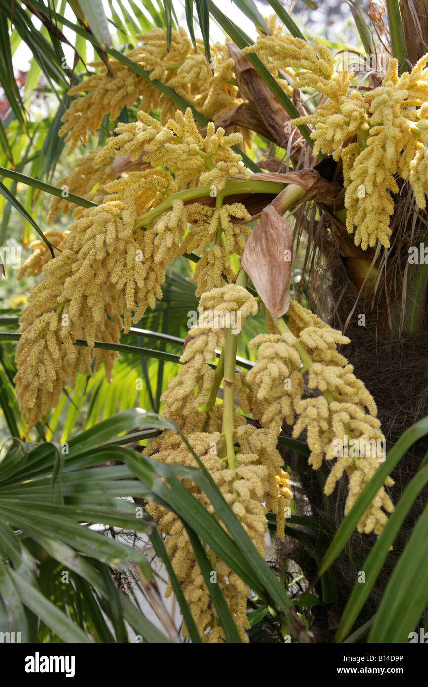 Chusan Palm aka Windmill Palm or Chinese Windmill Palm (Male Tree), Trachycarpus fortunei Arecaceae China Stock Photo