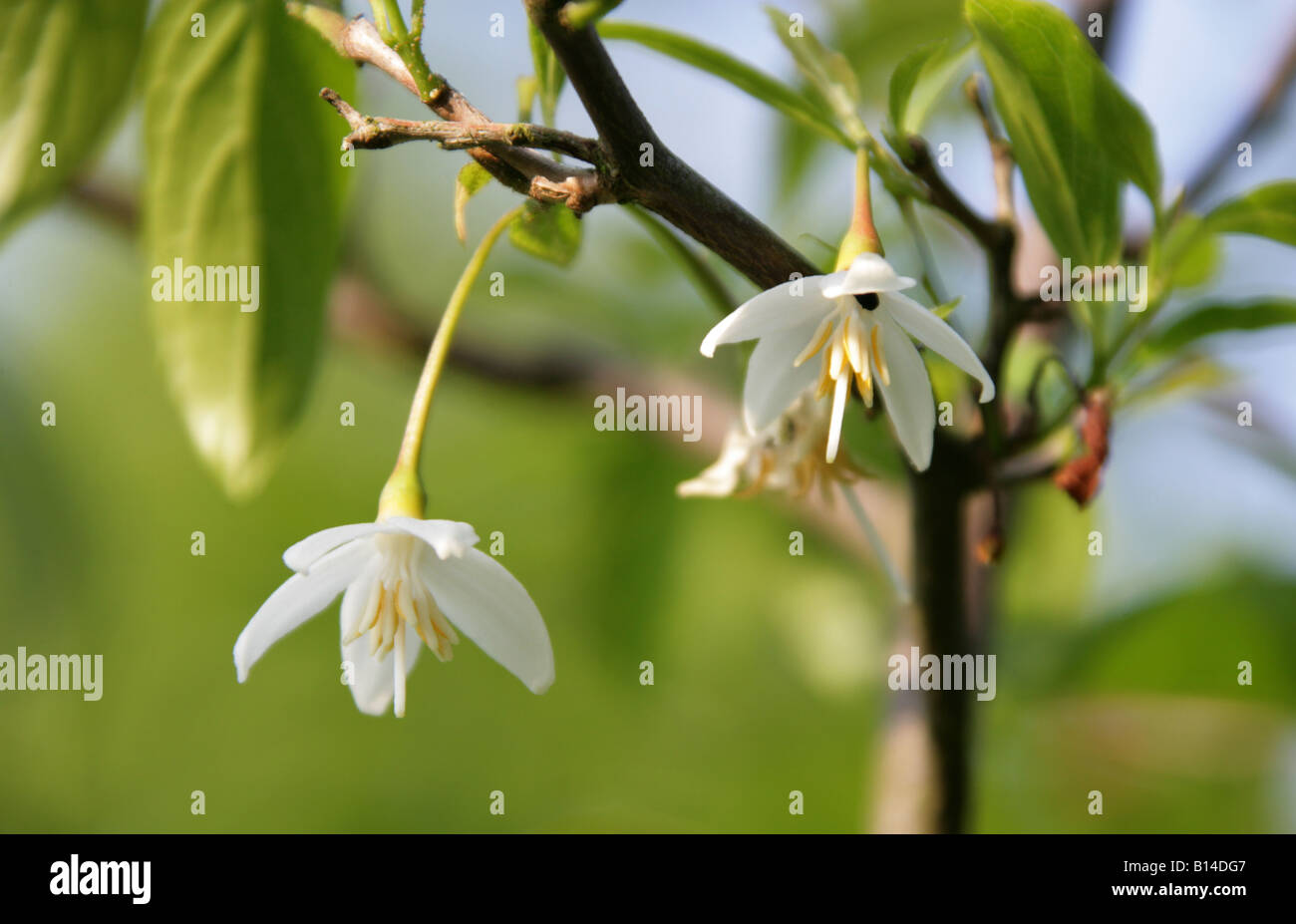 Japanese Snowbell, Styrax japonica, Styracaceae. Japan, China Stock Photo