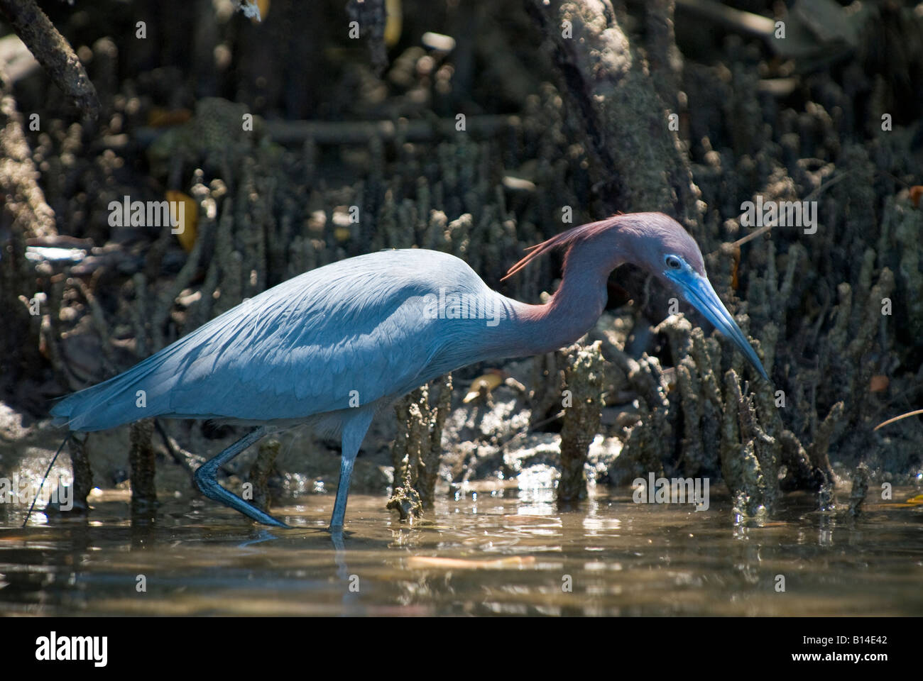 Little Blue Heron with breeding plumage hunts for fish in saltwater, Oleta River State Park, Miami, Florida Stock Photo