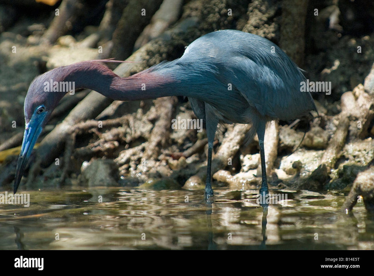 Little Blue Heron with breeding plumage hunts for fish in saltwater, Oleta River State Park, Miami, Florida Stock Photo