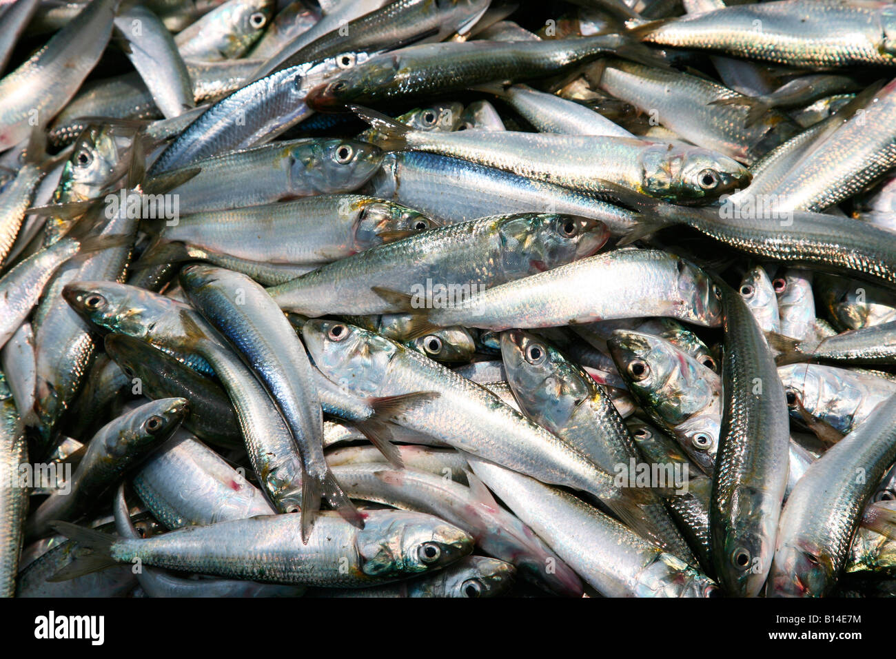 Indian Sardine Fish