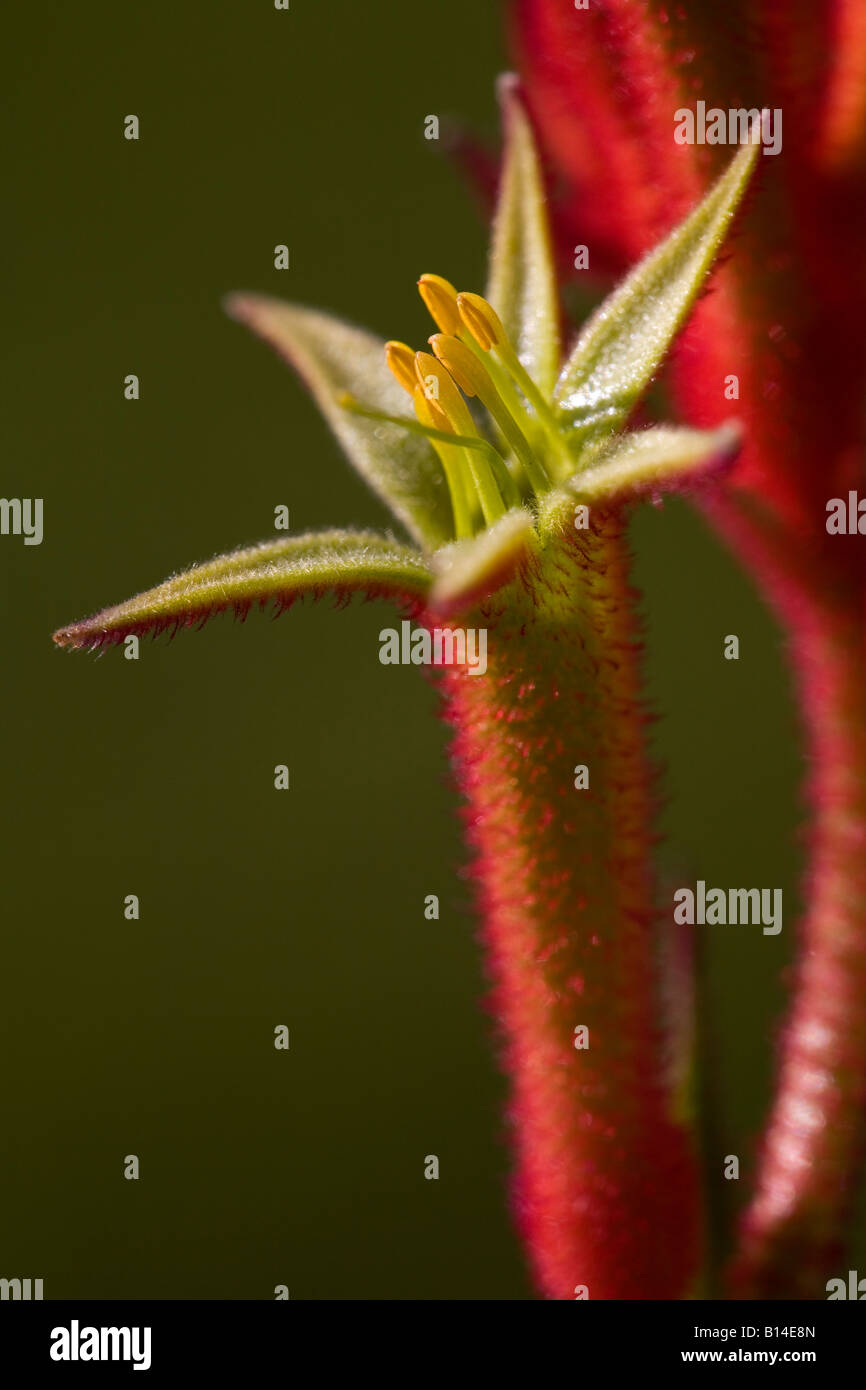 Red Kangaroo Paw (Anigozanthus sp.) bloom in urban garden Stock Photo
