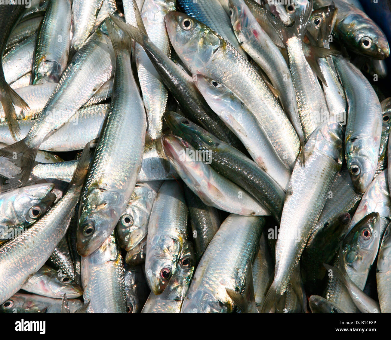 sardine fish Stock Photo Alamy
