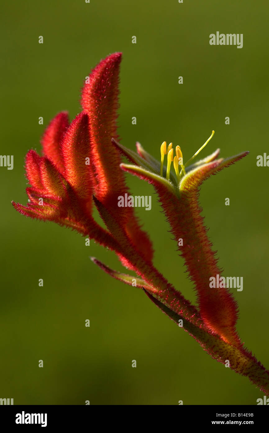 Red Kangaroo Paw (Anigozanthus sp.) bloom in urban garden Stock Photo