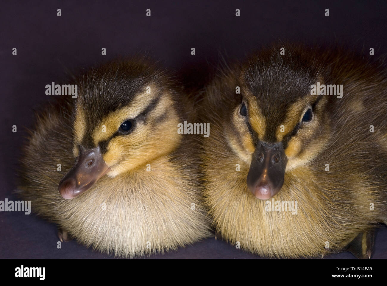 Baby mallard ducklings Stock Photo