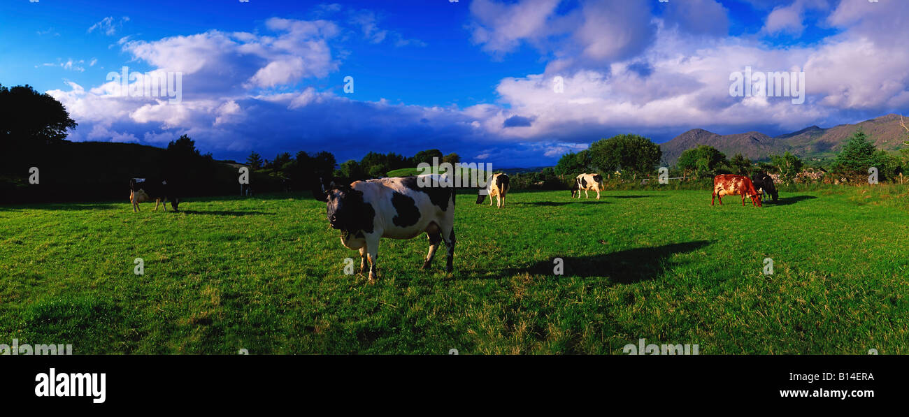 Holstein-Friesian cattle grazing in Irish field Stock Photo - Alamy