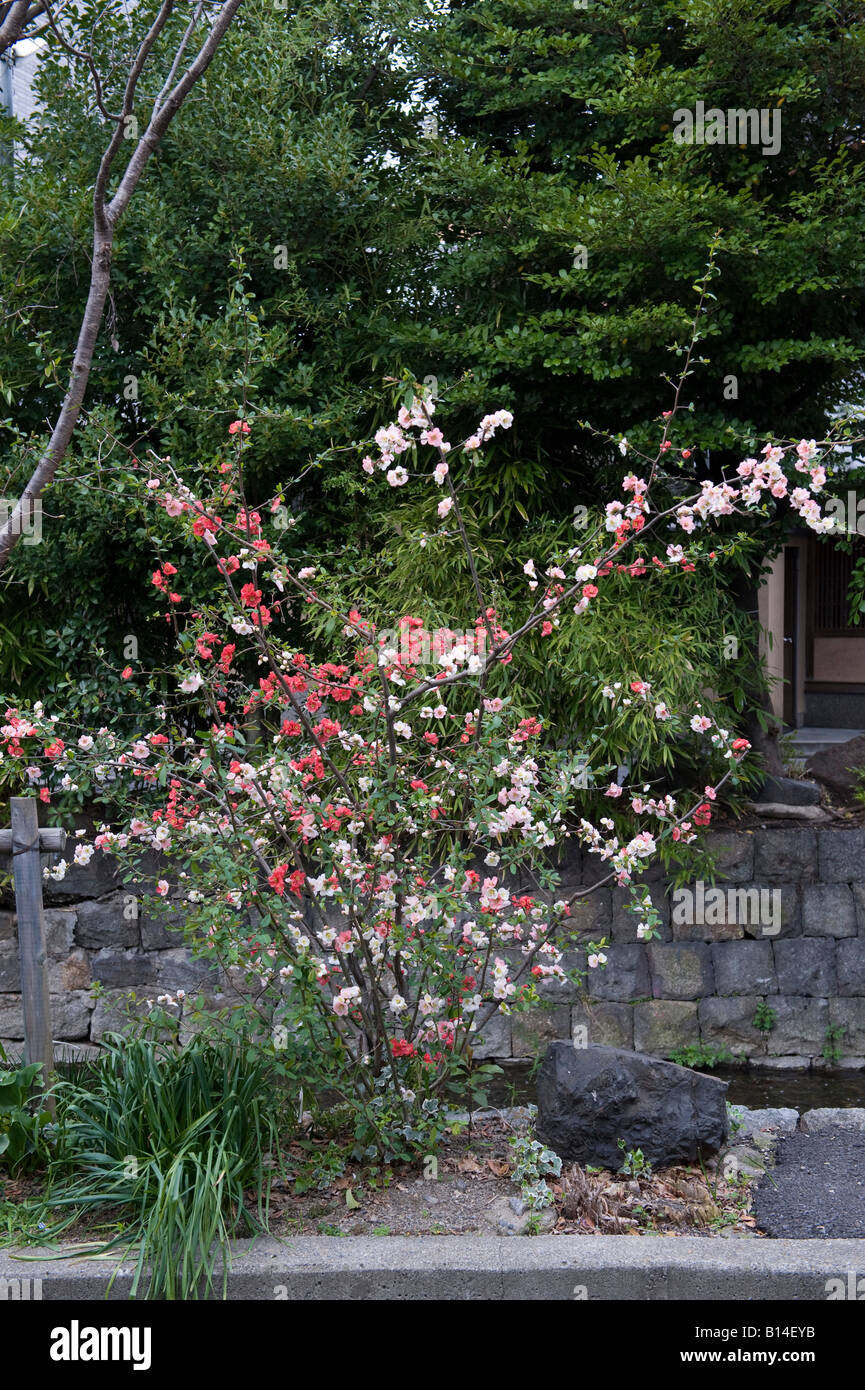 Kyoto, Japan. Chaenomeles japonica 'toyo nishiki' ( Japanese Quince) bears both red and white flowers on the same bush Stock Photo
