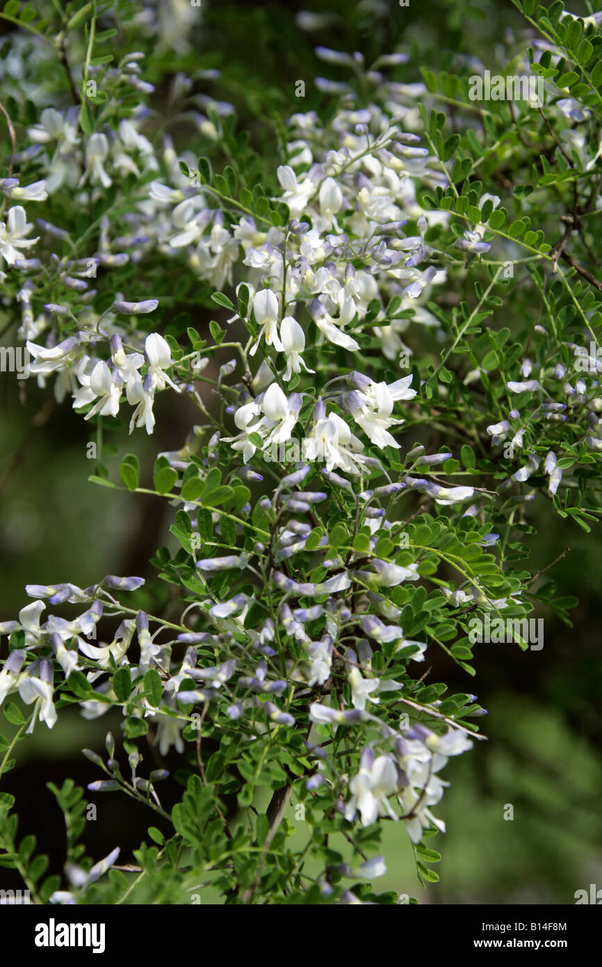 David's Mountain Laurel, Sophora davidii Fabaceae. Syn. Sophora viciifolia aka Shrub Pagoda Tree Stock Photo