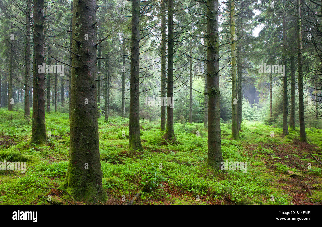 Pine woods near Bellever Dartmoor National Park Devon England Stock Photo