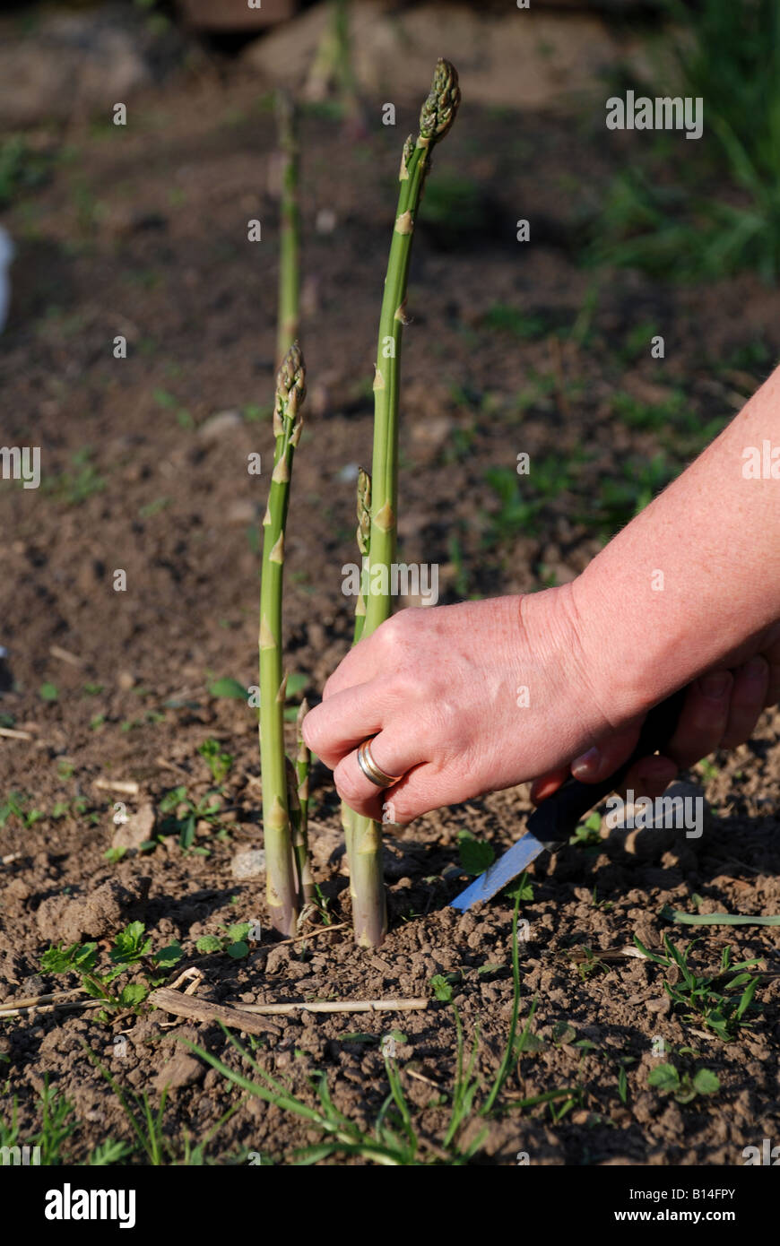 Asparagus soil hires stock photography and images Alamy