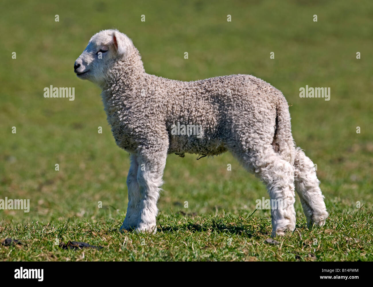 White Lamb, Dorset, England Stock Photo